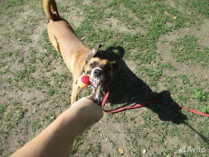 Помесь боксера в добрые руки