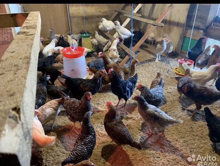 Домашние куриные яйца