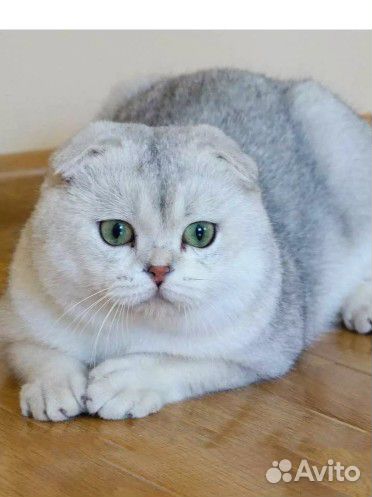 Шотландский кот вязка