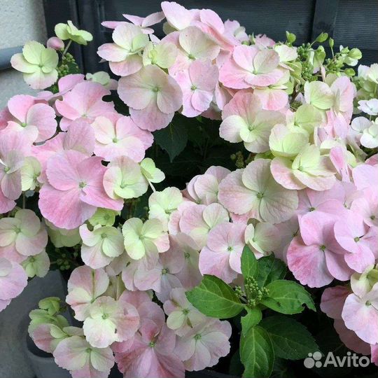 Гортензии Сбежавшая невеста