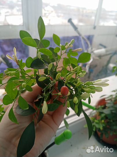 Муррайя метельчатая