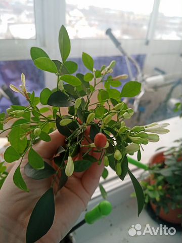 Муррайя метельчатая