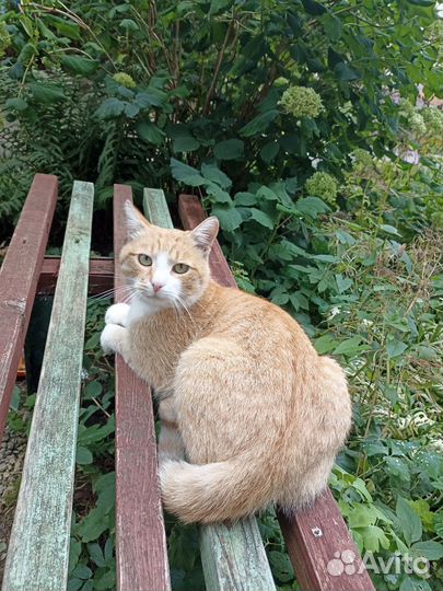 Котик бесплатно