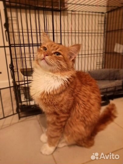 Лучезарный котик ищет семью