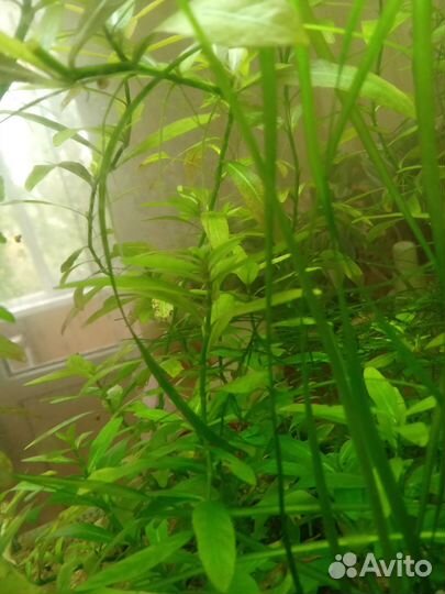 Аквариумные растения