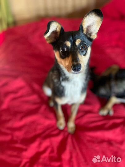 Маленькая собачка