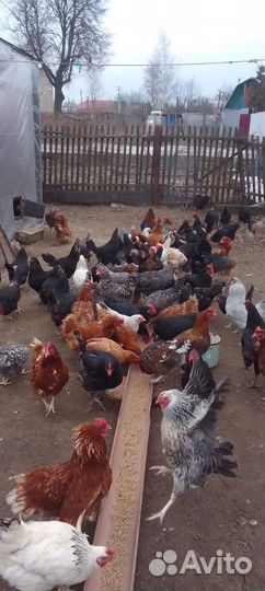 Куры петухи домашние