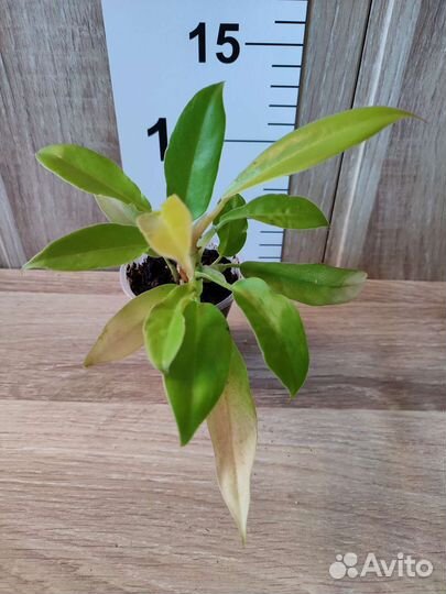 Филодендрон Спатифиллум Шизматоглоттис Монстера