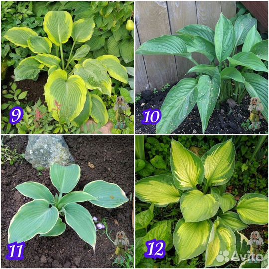 Хоста Цветы для сада