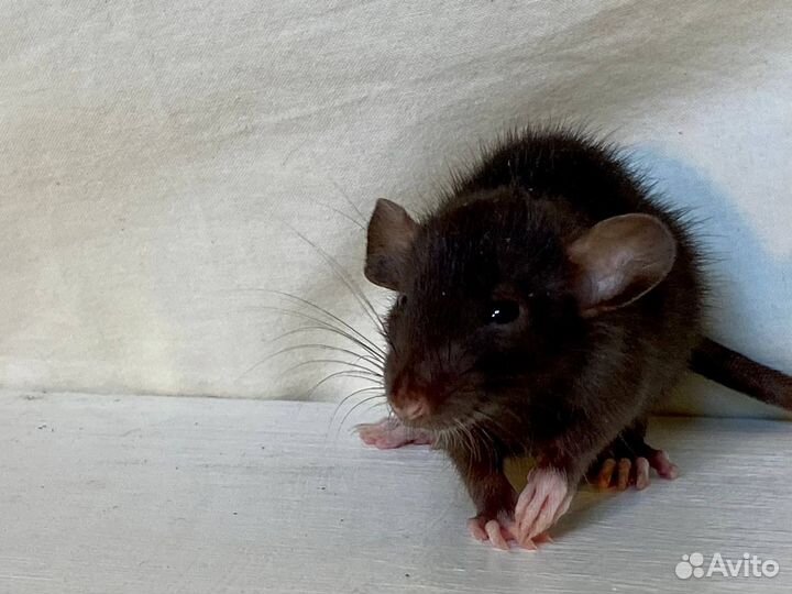 Декоративная крыса дамбо (мальчики)