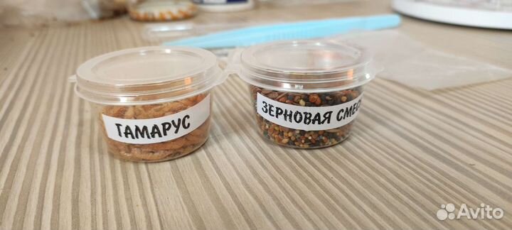 Муравьиная ферма