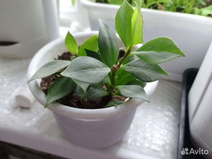 Эсхинантус, в простонародье Жар-птица