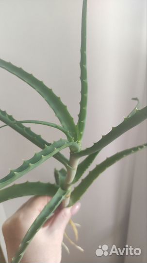 Алоэ столетник