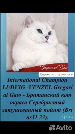 Котята Британцы, Серебристые шиншилла