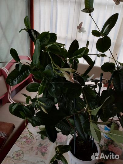 Диплодения белая