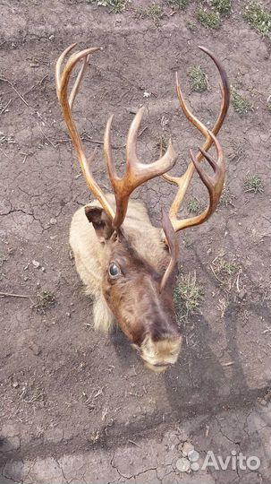 Чучело Рога камчатского оленя