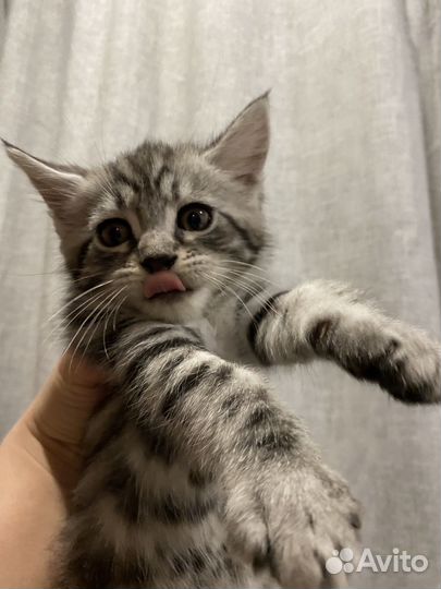 Котята Мейн-Кун метис