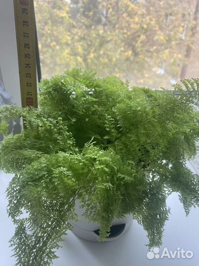 Папоротник нефролепис триждыперистый