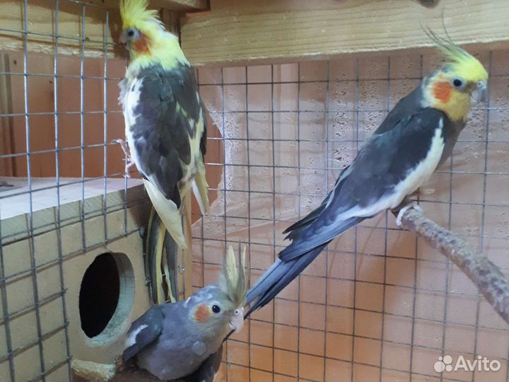 Попугай корелла птенец