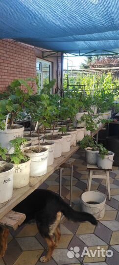 Саженцы винограда