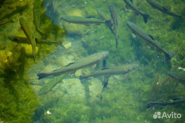 Малек форели для зарыбления