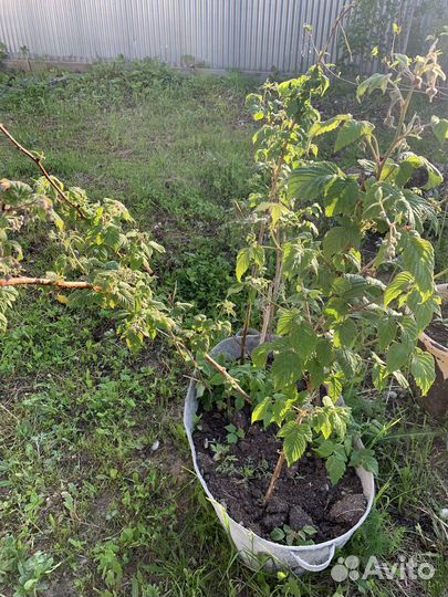 Саженцы малины