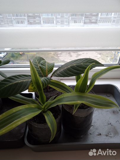 Домашние цветы