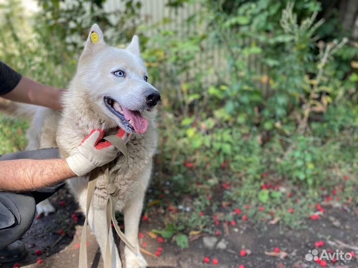 Сибирский Хаски