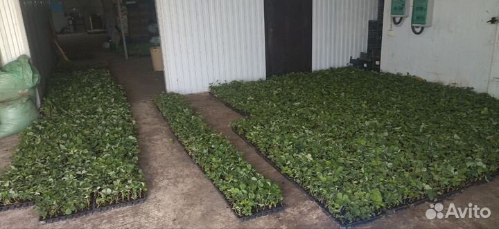 Рассада Клубники зкс