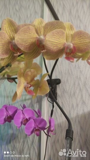 Орхидеи