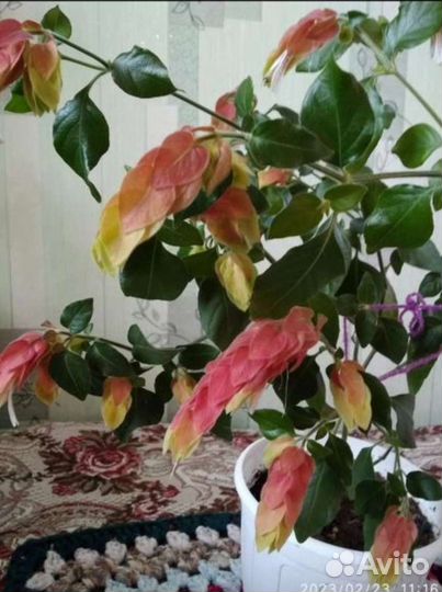 Белопероне