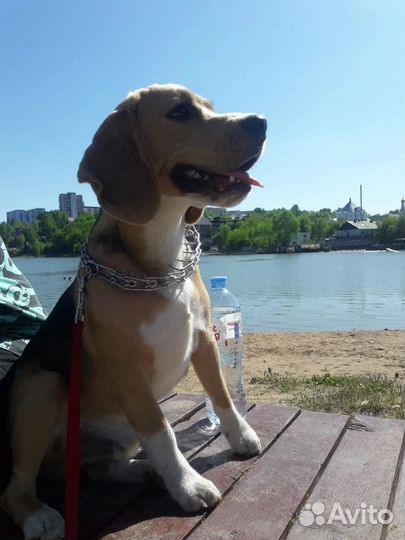 Бигль вязка