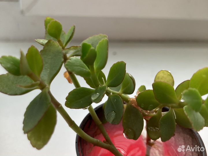 Каланхоэ цветущий