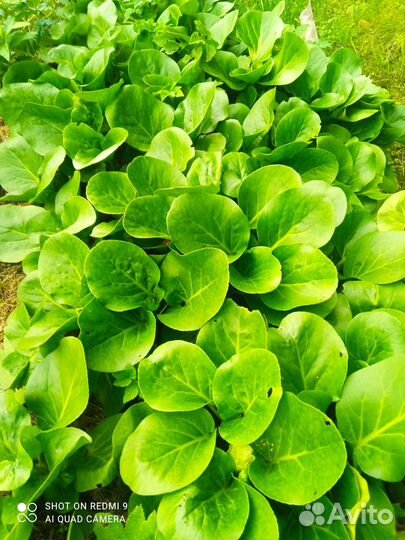 Ромашка, Пионы, Хоста, Астильба, Примула, Бодан