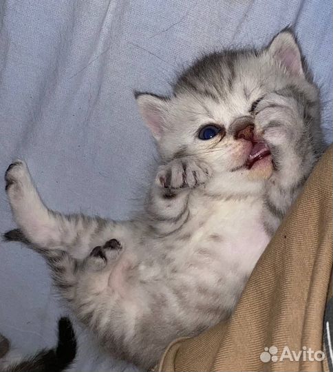 Шотландские котята