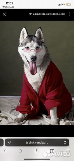 Собака в добрые руки отдам бесплатно