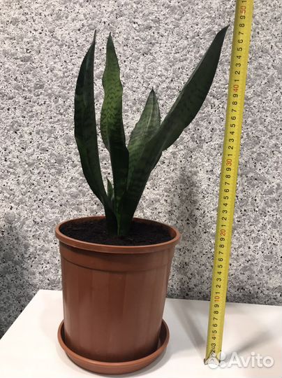 Большой Щучий хвост