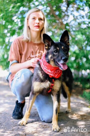 Собака из приюта ищет дом