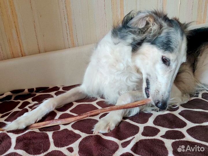 Корм для собаки. От производителя