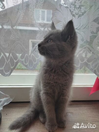 Котята ищут дом