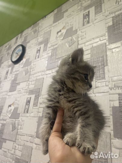 Котенок