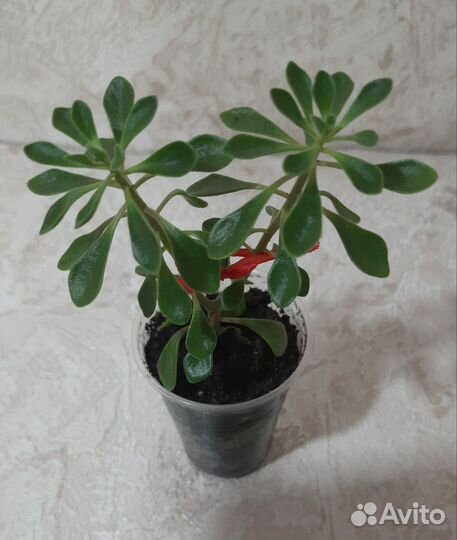 Комнатные растения