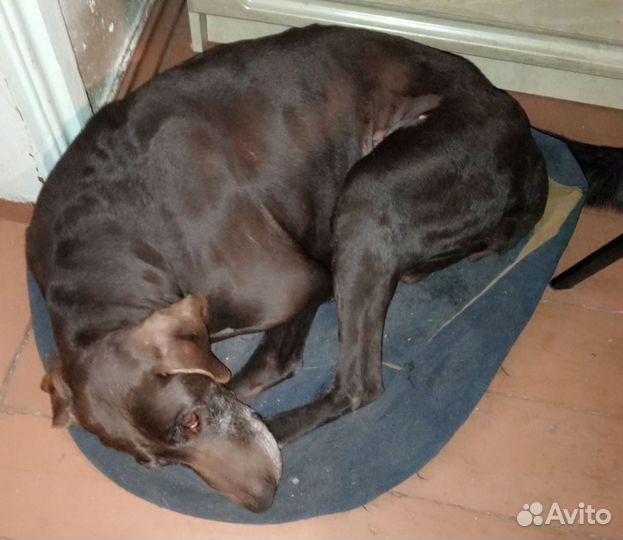 Курцхаар в добрые руки