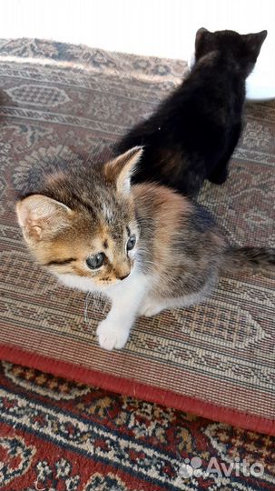 Отдам котят в добрые руки
