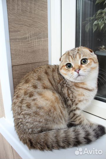 Шиншилловый окрас