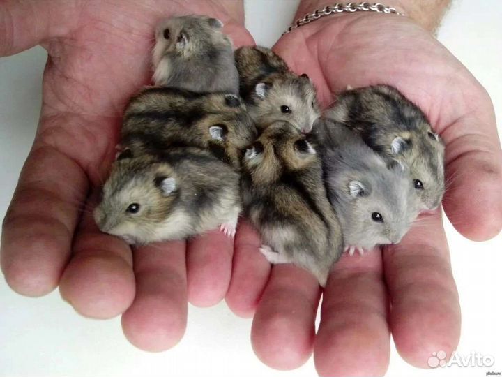 Цветные джунгарики