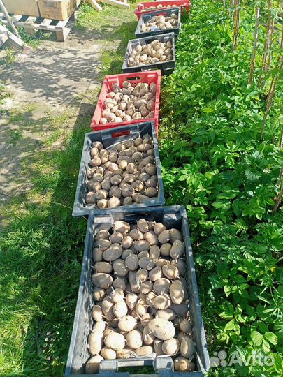 Картофель на еду и посадку