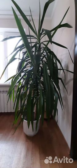 Пальма юкка