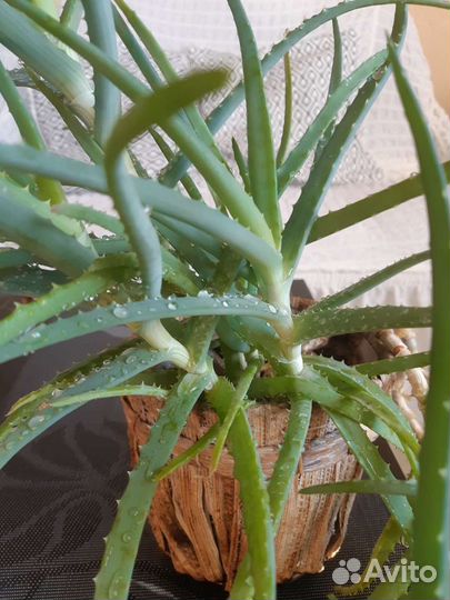 Алоэ вера лечебный