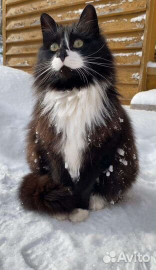 Котик в добрые руки